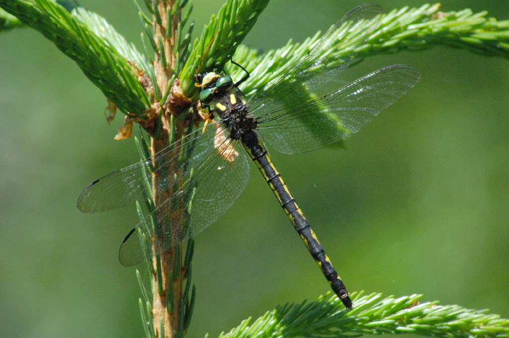 036 2006-07031156 Topsfield Area, ME.JPG - Delta-spotted Spiketail, Topsfield Area, ME, 7-3-2006